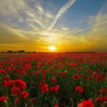sunset-815270_1920